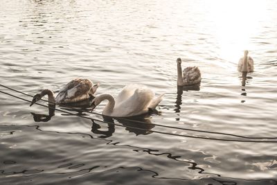 View of swans swimming on lake