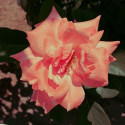 Close-up of pink flowers