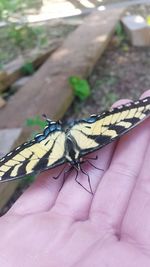 Close-up of insect on hand