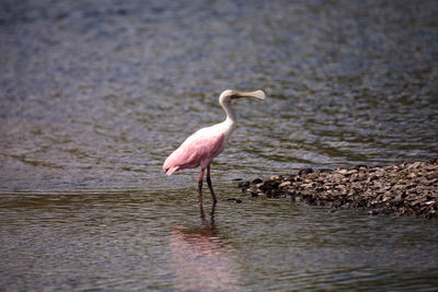 Side view of a bird in a lake