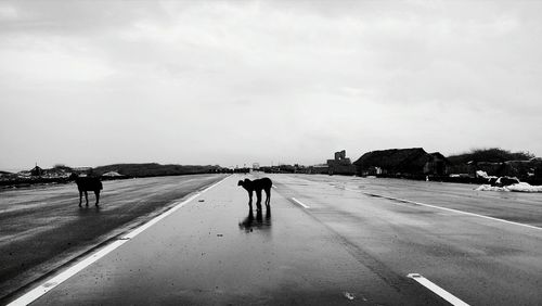 Animal walking on road against sky