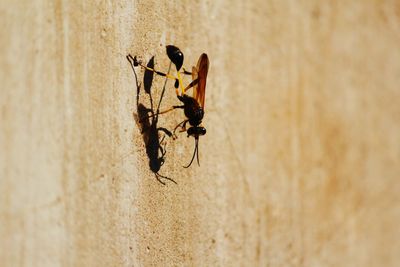 Close-up of insect