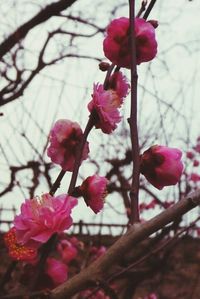 Close-up of pink flowers blooming on tree