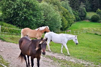 Horses standing in ranch, pasture, three domestic horses