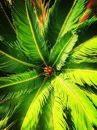 Directly below shot of palm tree