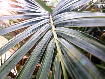 Close-up of palm leaf