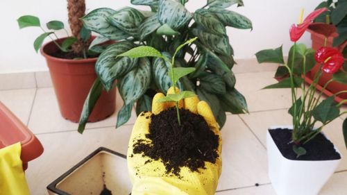 Close-up of potted plant