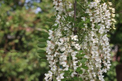 Close-up of white flowering plant
