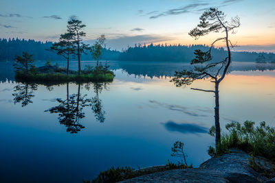 Plants growing in lake against sky during sunset