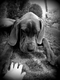 Close-up of dog looking down while lying on field