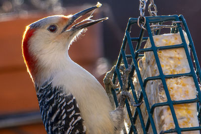 Close-up of bird