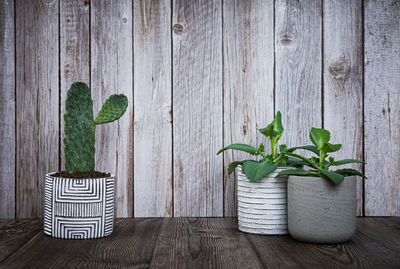 Potted plant on table