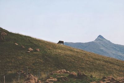 Cow grazing on scenic landscape against sky