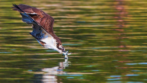 Osprey hunting over rippled lake