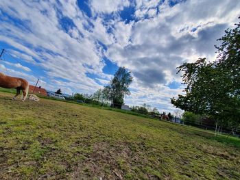 Scenic view of grassy field against sky