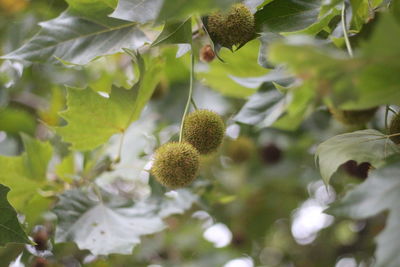 Close-up of berries on plant