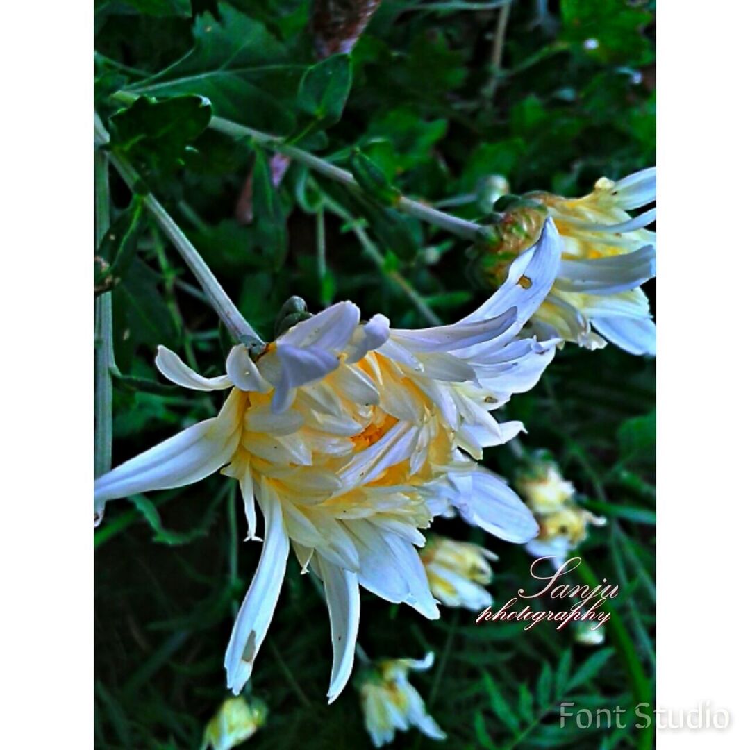 transfer print, flower, petal, flower head, freshness, fragility, auto post production filter, growth, beauty in nature, close-up, focus on foreground, blooming, plant, nature, white color, leaf, in bloom, stem, pollen, day