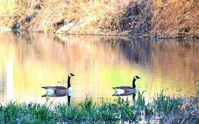 Ducks on a lake