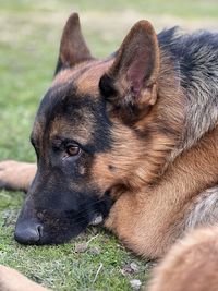 pet
