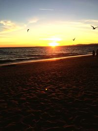 Bird flying over sea at sunset