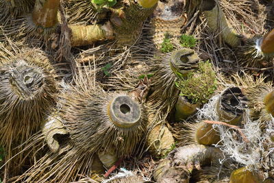 High angle view of succulent plant on field