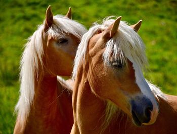 Close-up of horses standing outdoors