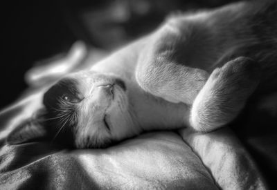 Close-up of cat lying on bed at home