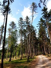 Low angle view of pine trees in forest against sky
