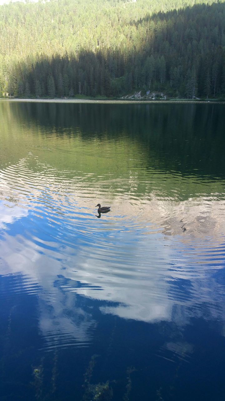 water, animal themes, animals in the wild, bird, wildlife, lake, waterfront, reflection, swimming, duck, one animal, nature, rippled, high angle view, two animals, outdoors, water bird, river, beauty in nature, tranquility