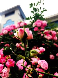 Close-up of pink flowers