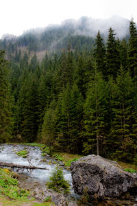 Scenic view of pine trees in forest