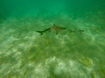 Fish swimming in sea