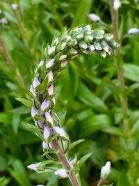 Close-up of white flowers