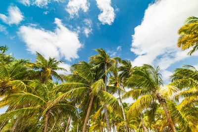 Low angle view of coconut palm trees against sky