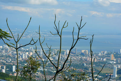 Trees and buildings against sky