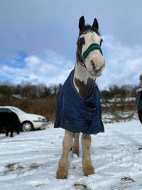 Full length of a horse on snow covered field
