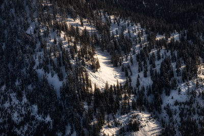 Panoramic view of pine trees in forest during winter