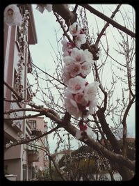 Low angle view of cherry blossom against sky