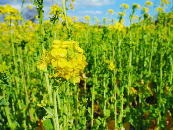 Close-up of yellow flowering plants on field