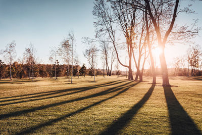 Bare trees on field against sky