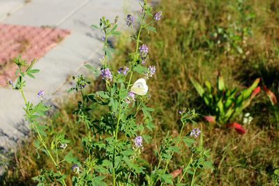 Close-up of flowers blooming outdoors