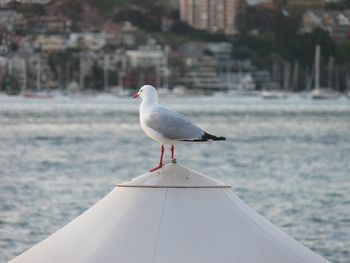 Seagull perching on beach