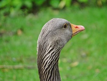 Close-up of a duck