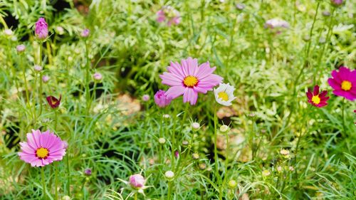 Close-up of pink cosmos flowers on field