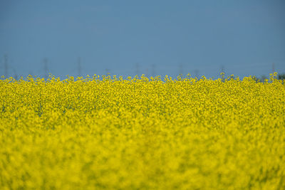 Scenic view of oilseed rape field against sky