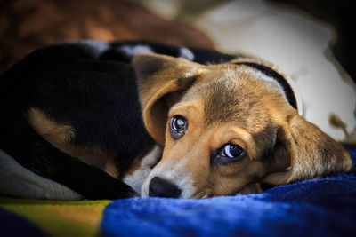 Close-up portrait of a dog