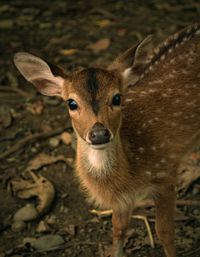 Close-up portrait of deer standing on field