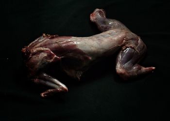 Close-up of crab on black background