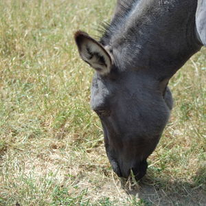 View of horse grazing in field