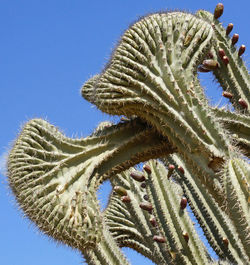 Low angle view of cactus against clear blue sky